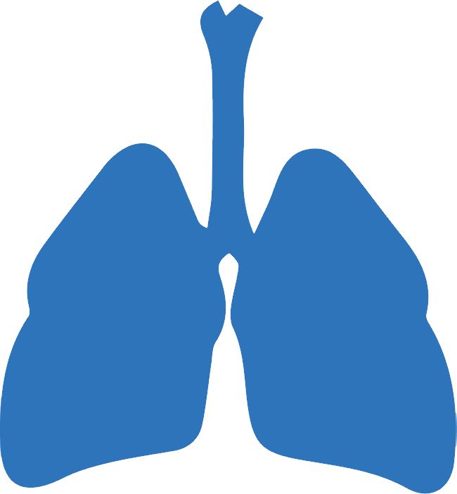Lungs PNG    图片编号:74874