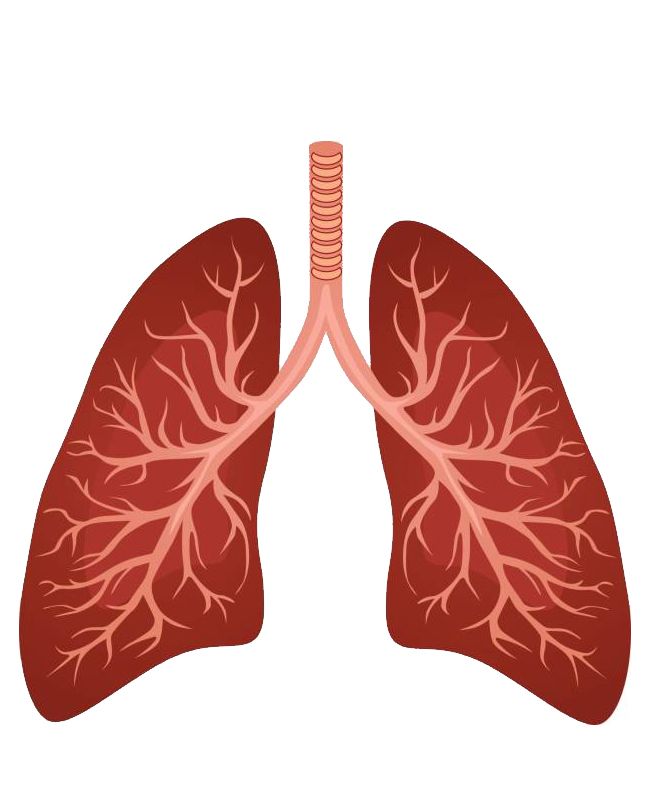 Lungs PNG    图片编号:74875