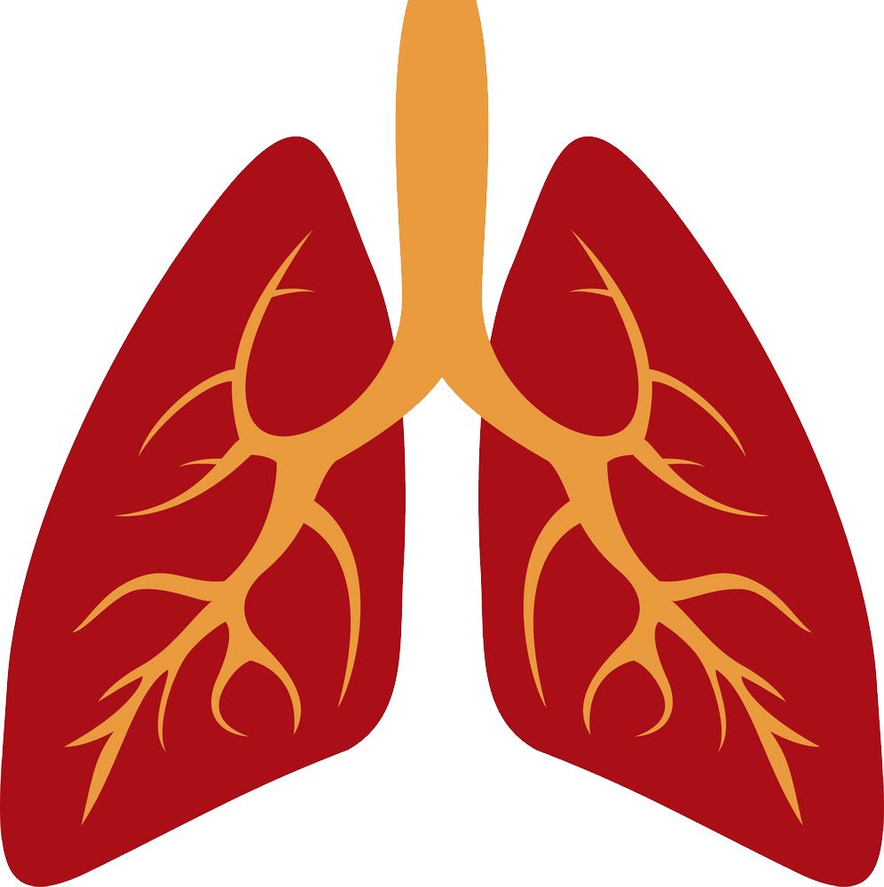Lungs PNG    图片编号:74876