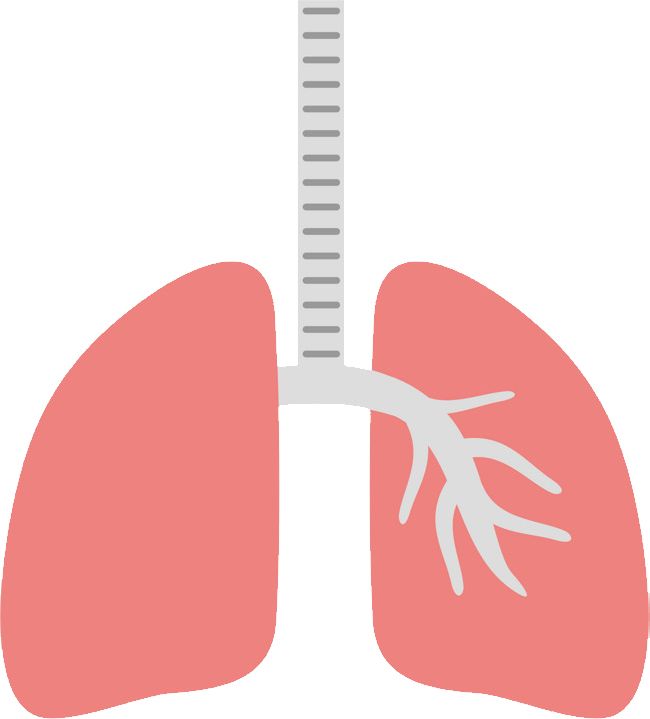 Lungs PNG    图片编号:74860