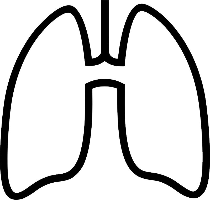 Lungs PNG    图片编号:74878
