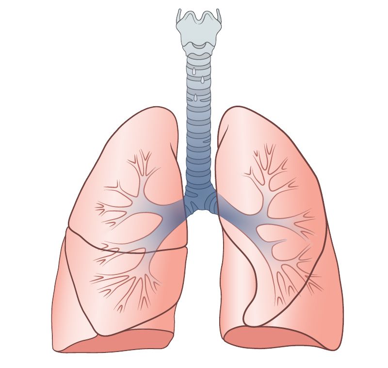 Lungs PNG    图片编号:74880