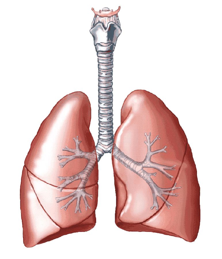Lungs PNG    图片编号:74885