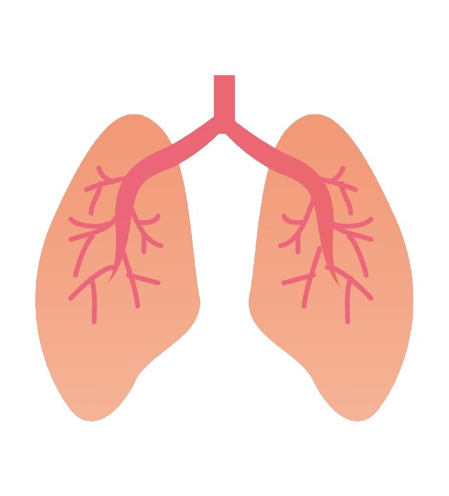 Lungs PNG    图片编号:74861