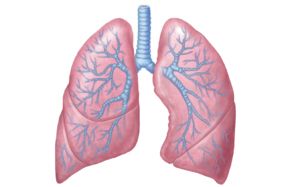 Lungs PNG    图片编号:74894
