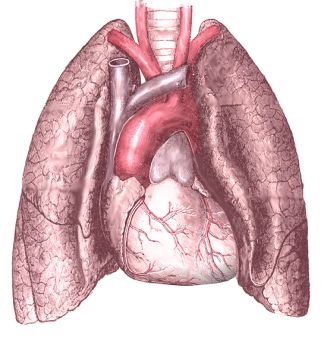 Lungs PNG    图片编号:74897