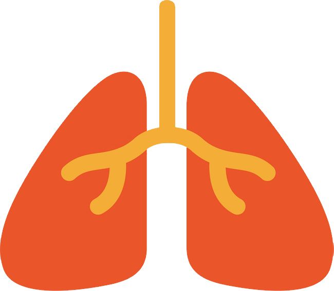 Lungs PNG    图片编号:74862