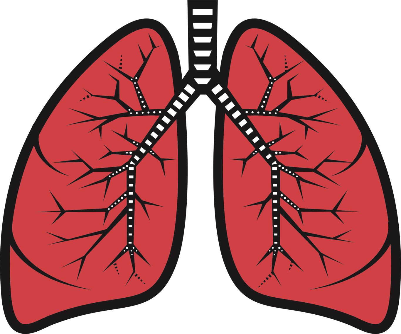 Lungs PNG    图片编号:74907