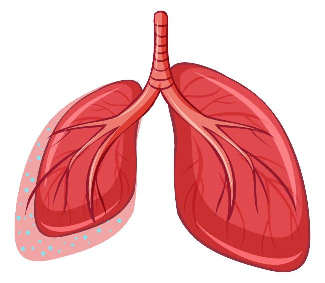 Lungs PNG    图片编号:74863