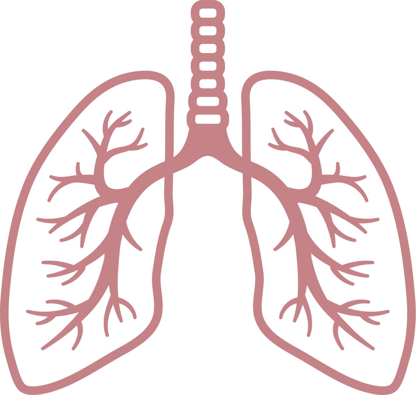 Lungs PNG    图片编号:74908
