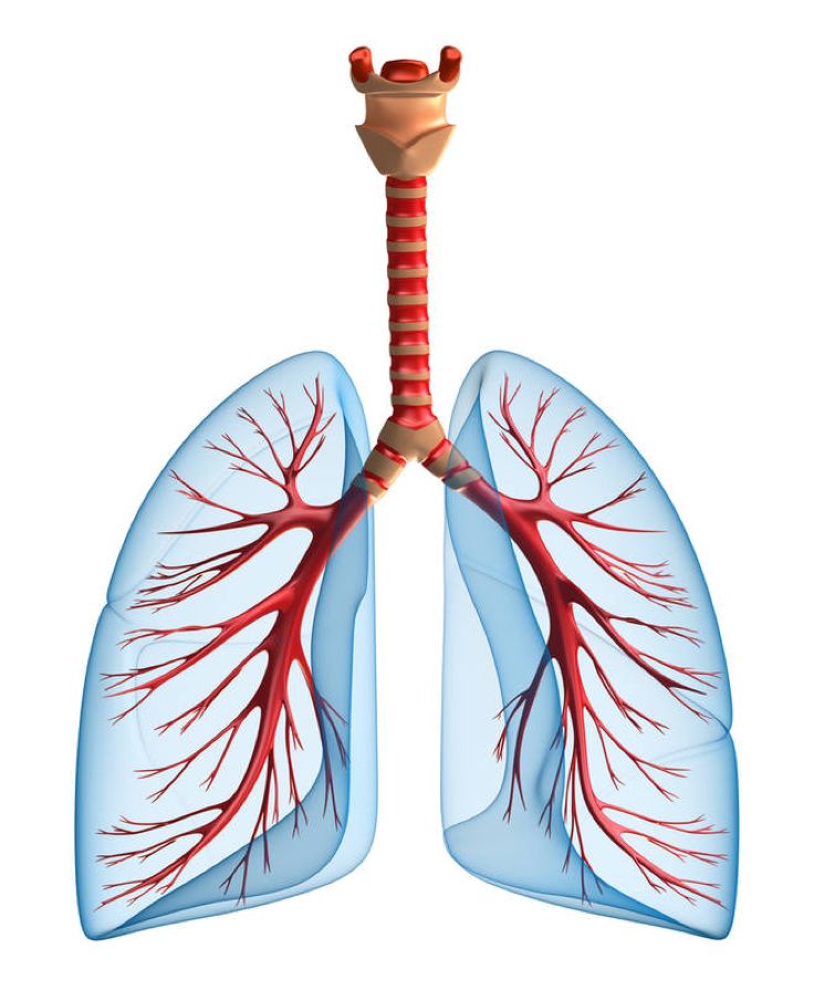 Lungs PNG    图片编号:74910