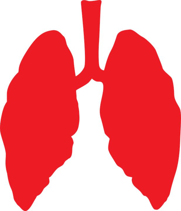 Lungs PNG    图片编号:74914