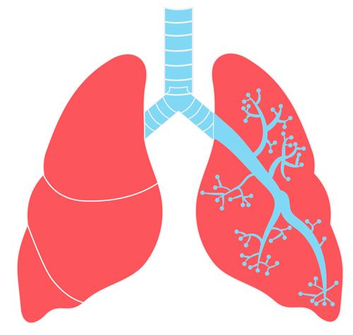 Lungs PNG    图片编号:74920