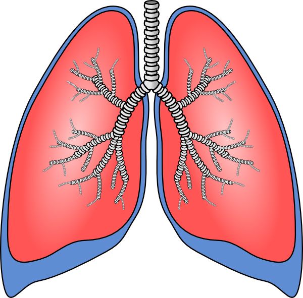 Lungs PNG    图片编号:74922
