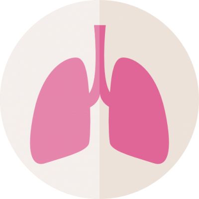 Lungs PNG    图片编号:74923