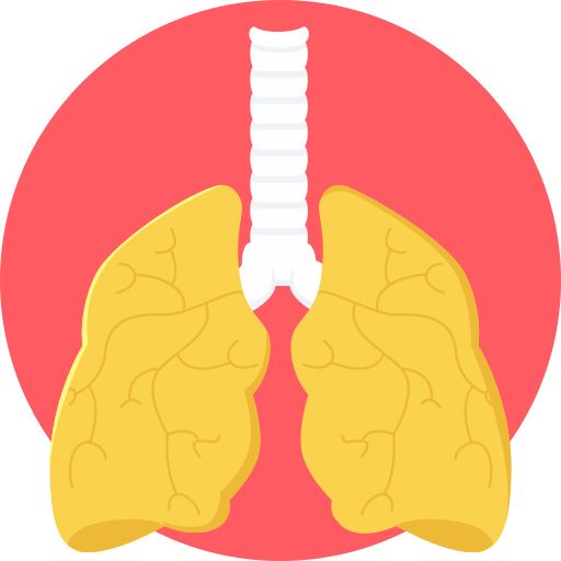Lungs PNG    图片编号:74925