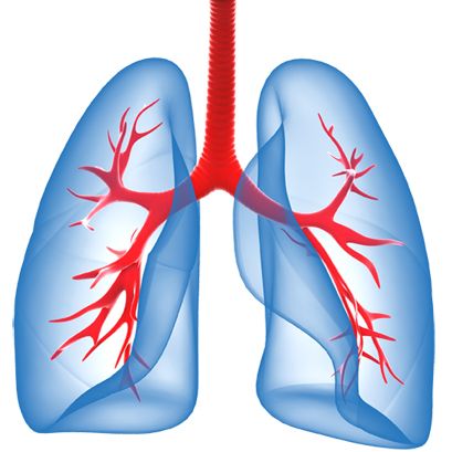 Lungs PNG    图片编号:74926