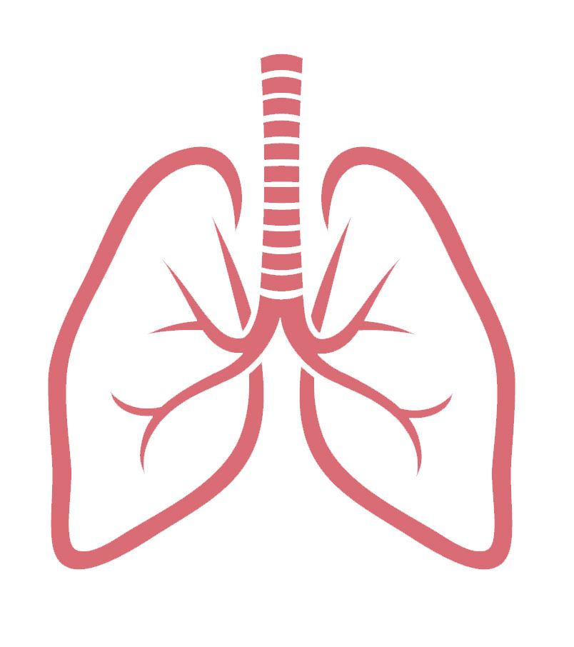 Lungs PNG    图片编号:74929