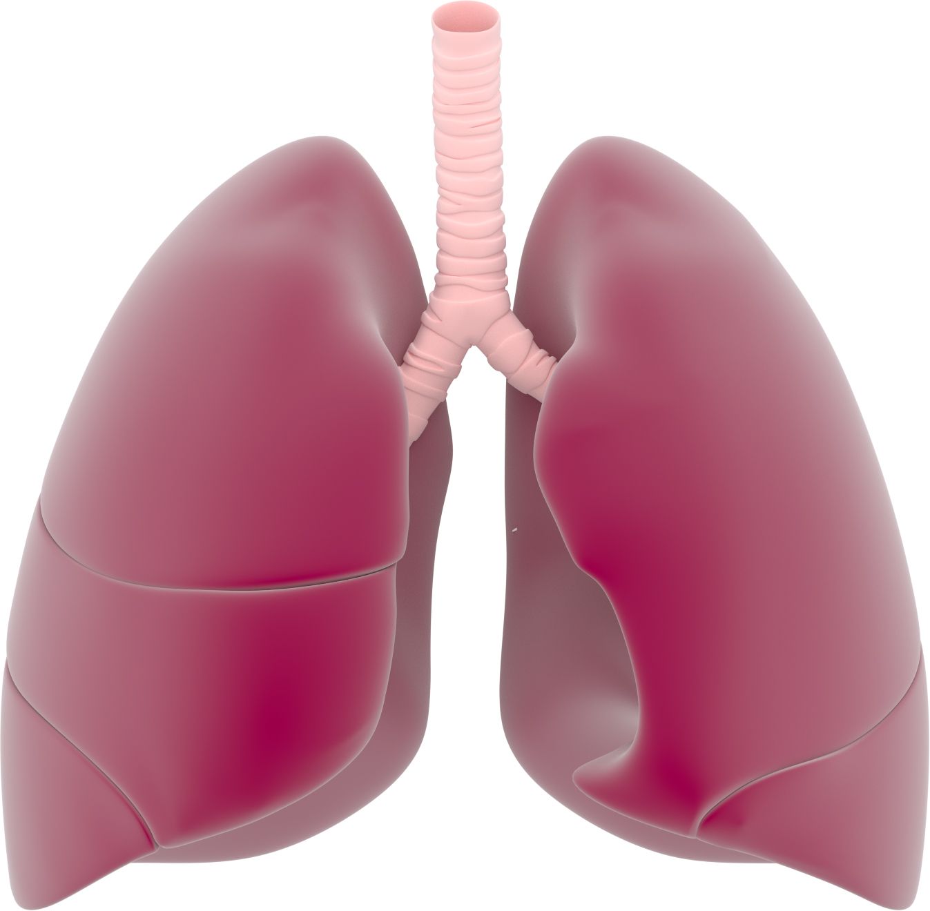 Lungs PNG    图片编号:74930