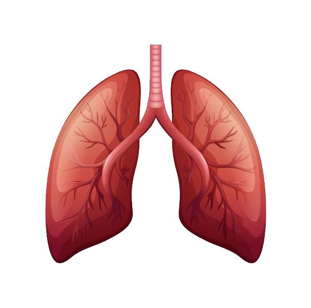 Lungs PNG    图片编号:74867