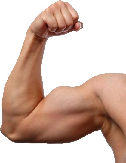 Muscle hand PNG    图片编号:40334
