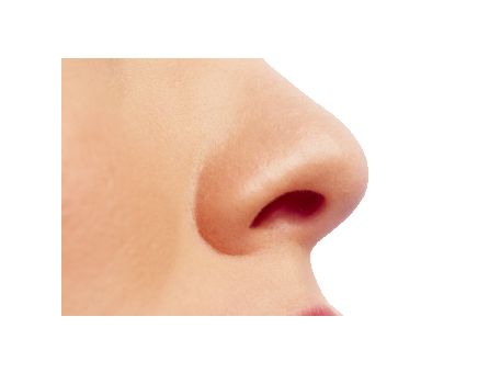 Human nose PNG    图片编号:25448