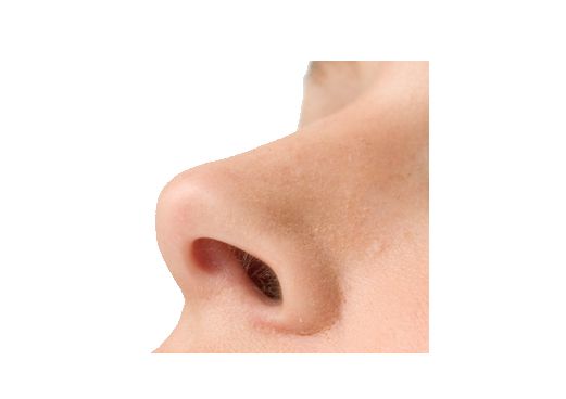 Human nose PNG    图片编号:25450