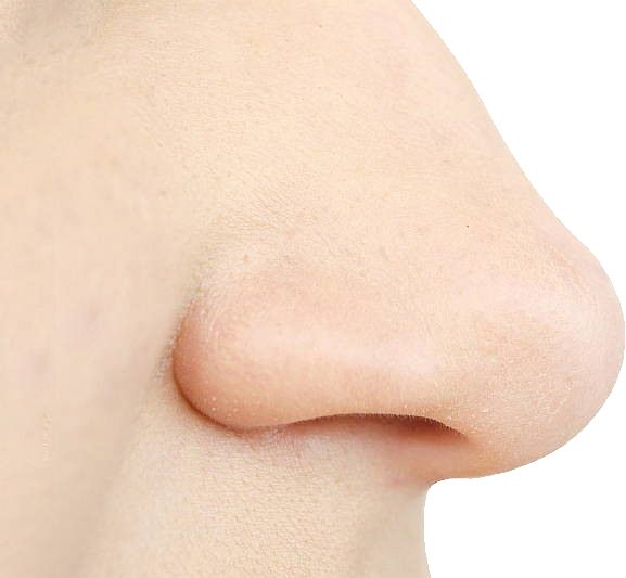 Human nose PNG    图片编号:25452