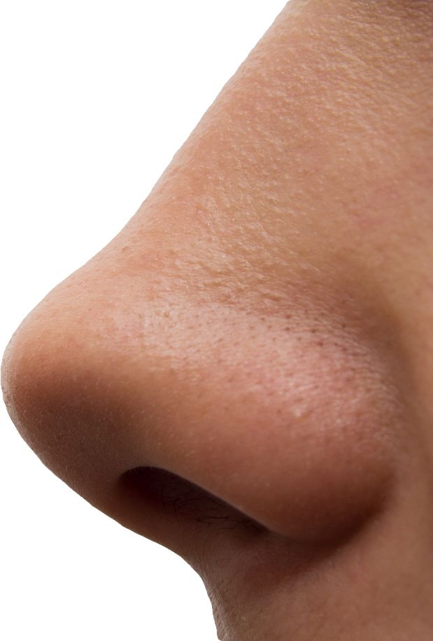 Human nose PNG    图片编号:25454