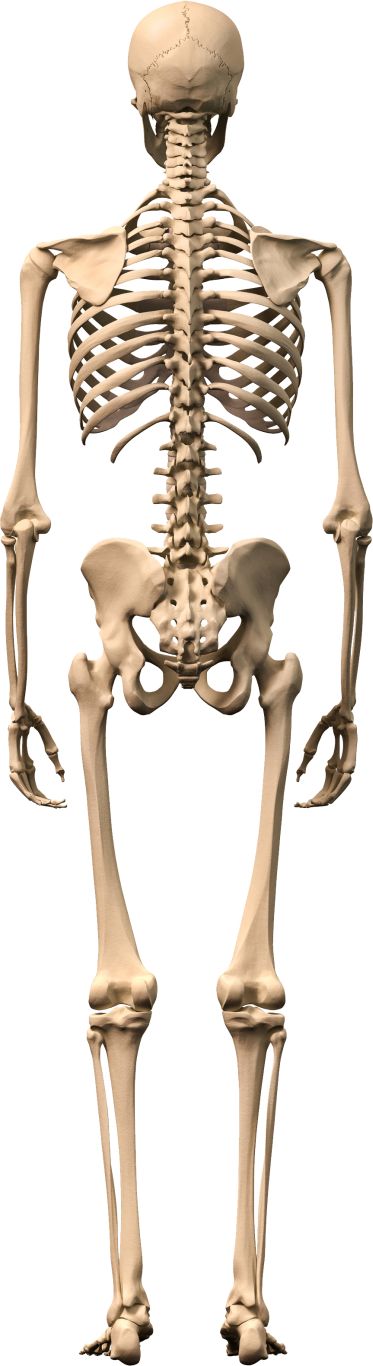 Skeleton PNG    图片编号:42613