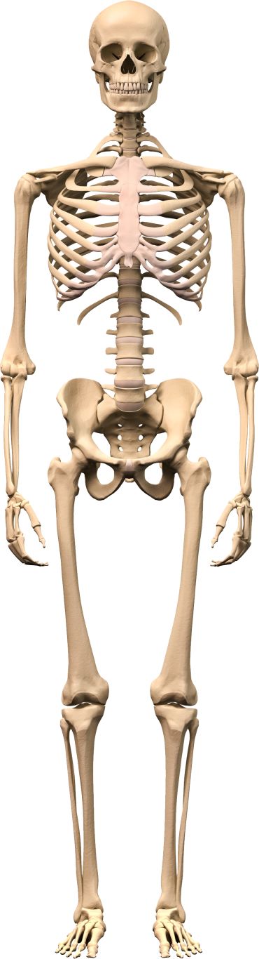 Skeleton PNG    图片编号:42614