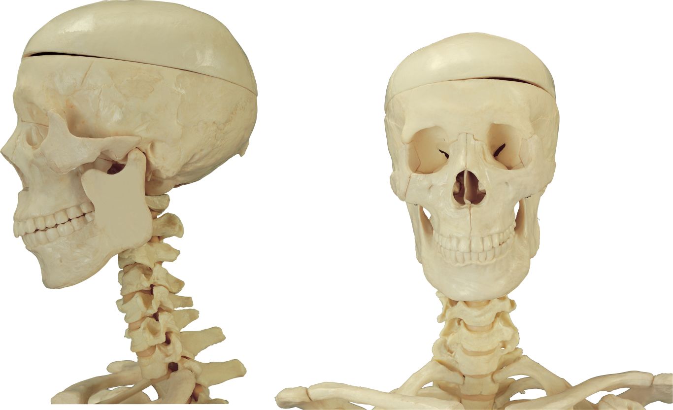 Skeleton PNG    图片编号:42615