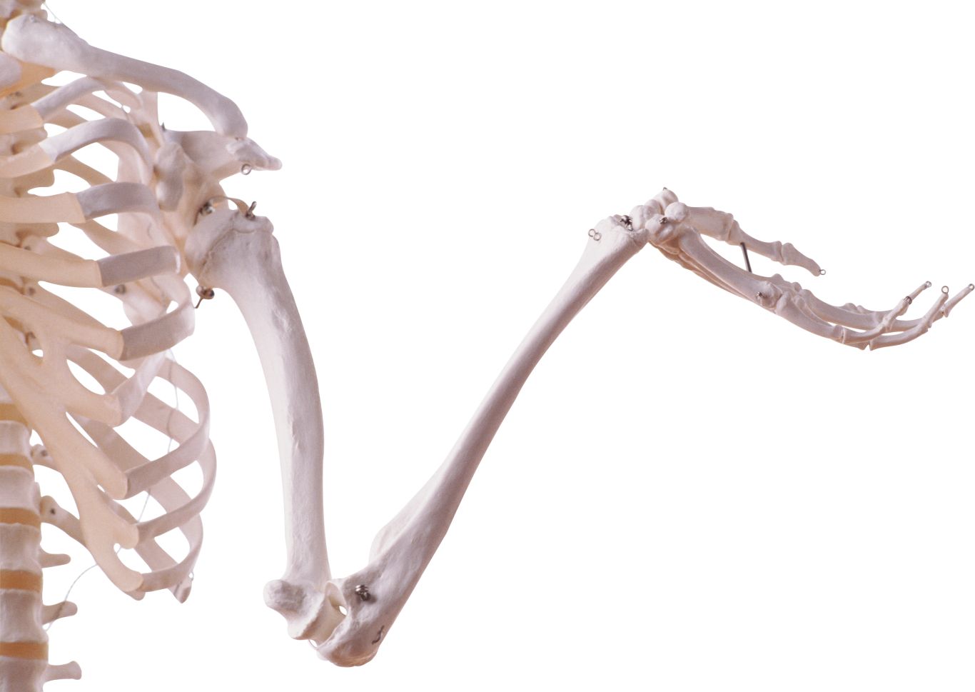 Skeleton PNG    图片编号:42616