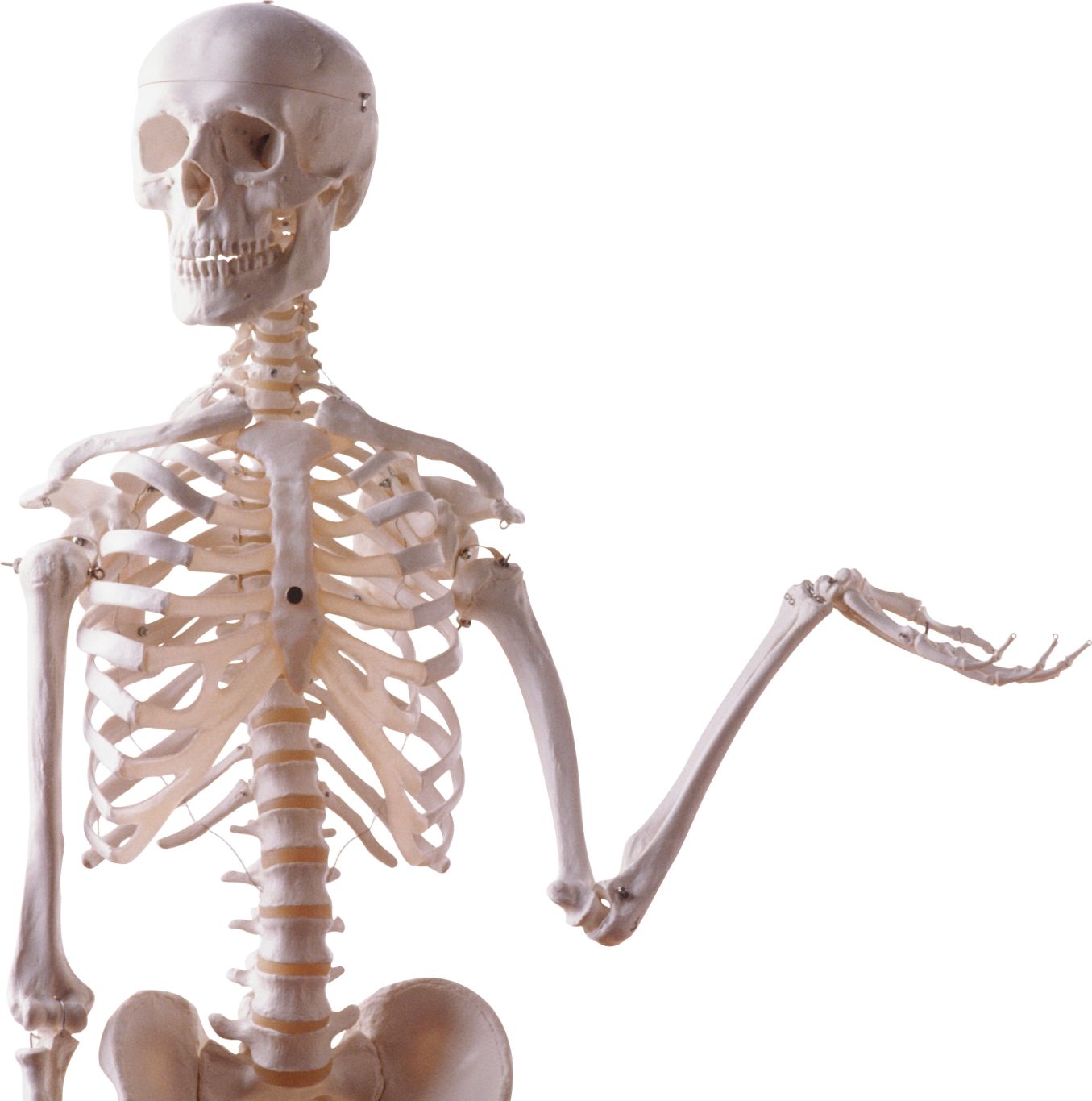 Skeleton PNG    图片编号:42617