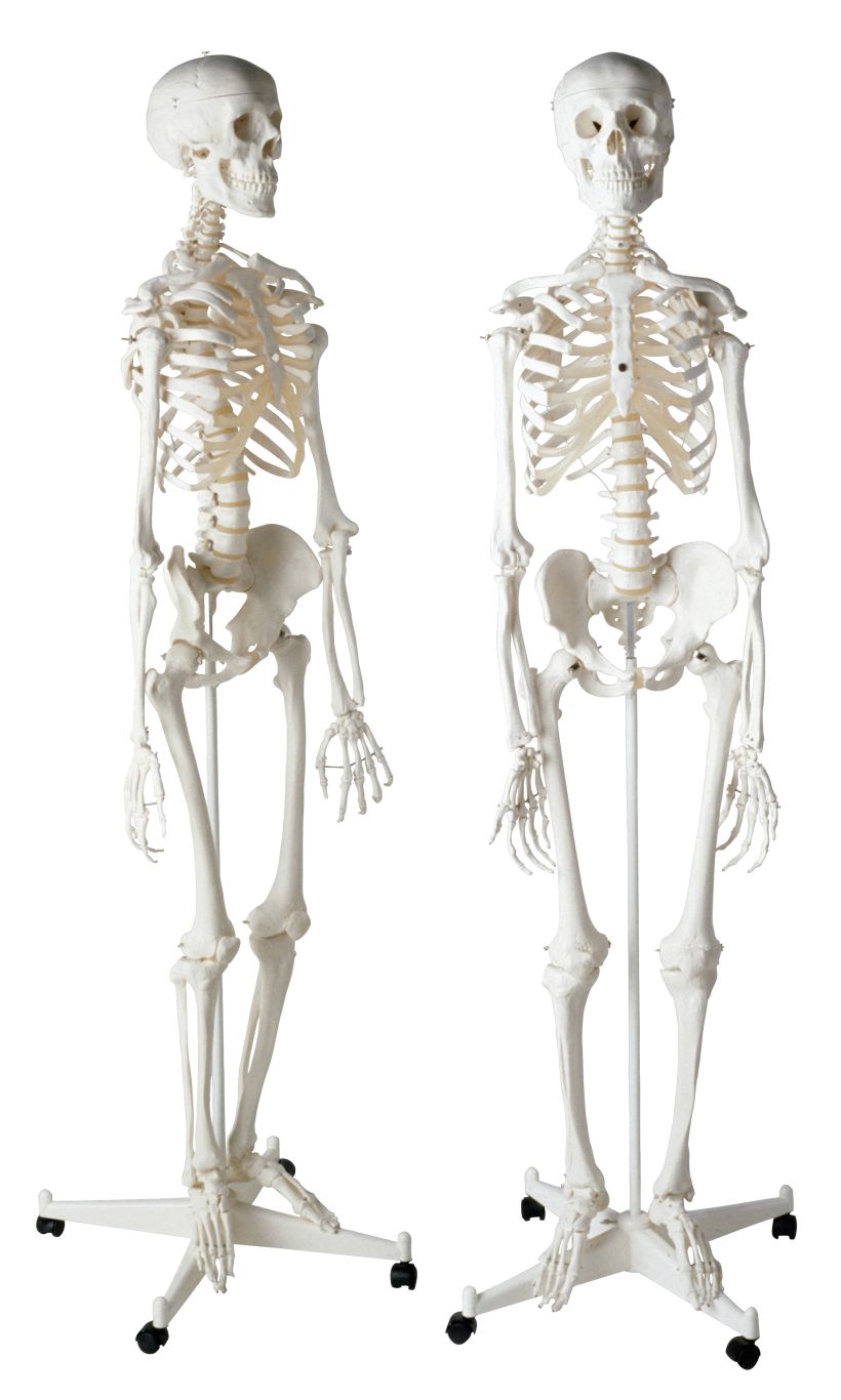 Skeleton PNG    图片编号:42618