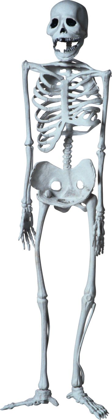 Skeleton PNG    图片编号:42619