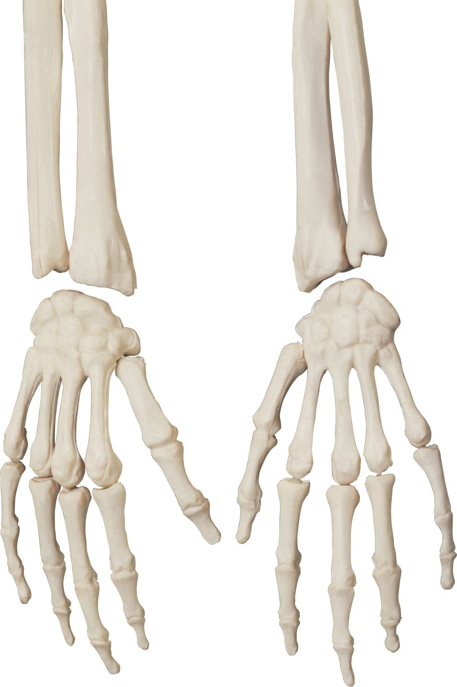 Skeleton PNG    图片编号:42620