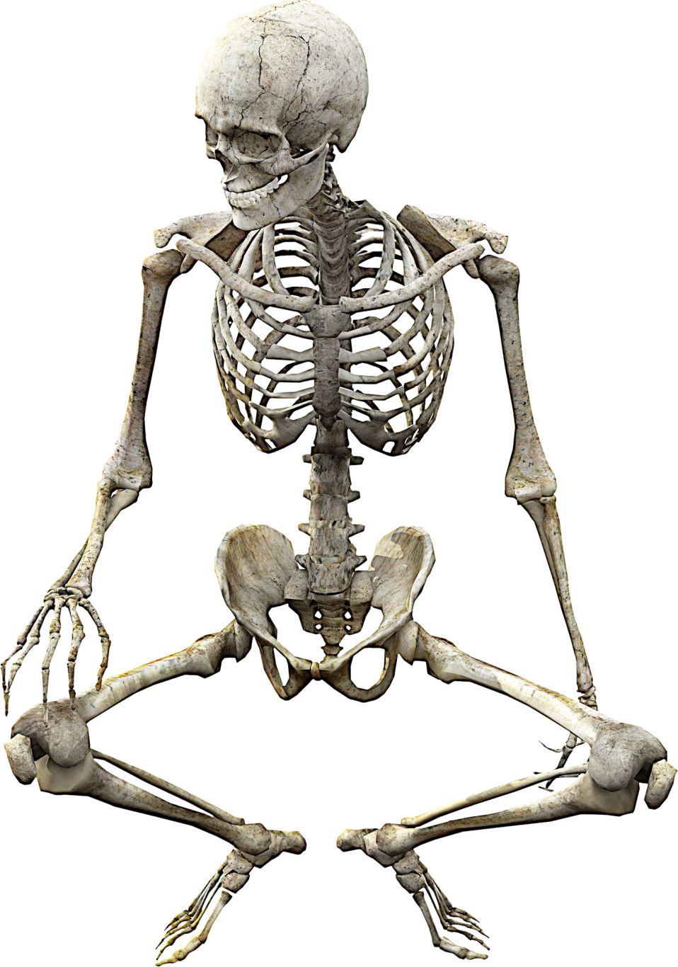 Skeleton PNG    图片编号:42621