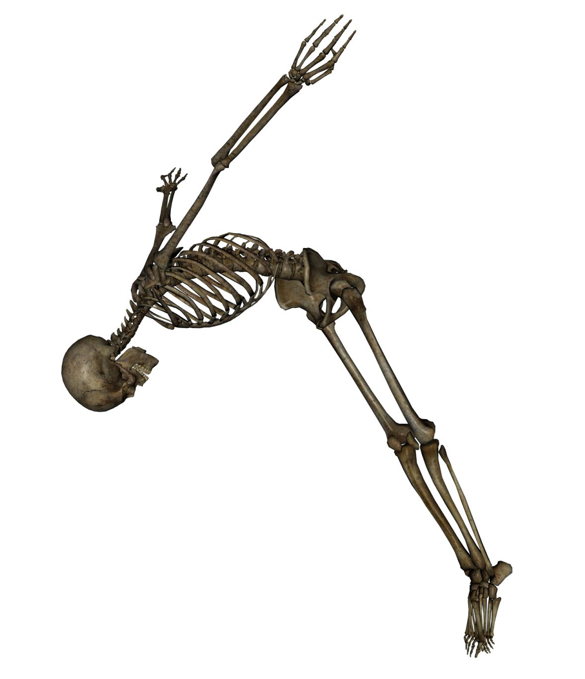Skeleton PNG    图片编号:42625