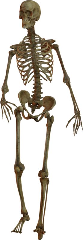 Skeleton PNG    图片编号:42626