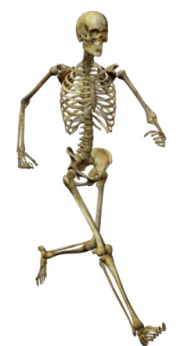 Skeleton PNG    图片编号:42629