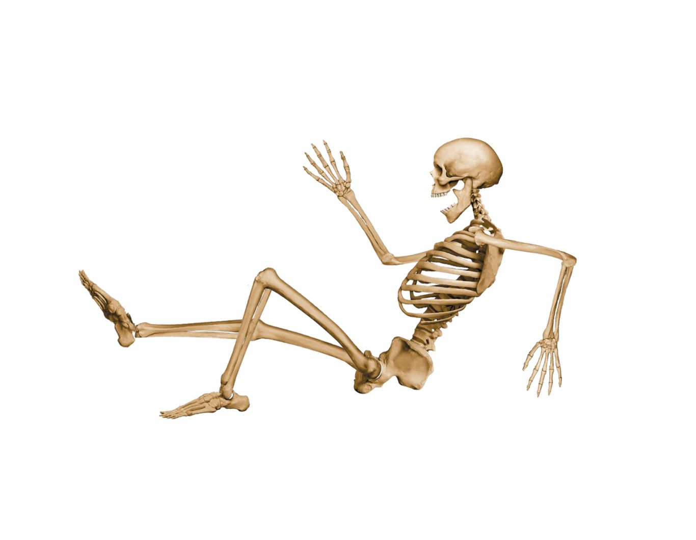 Skeleton PNG    图片编号:42631