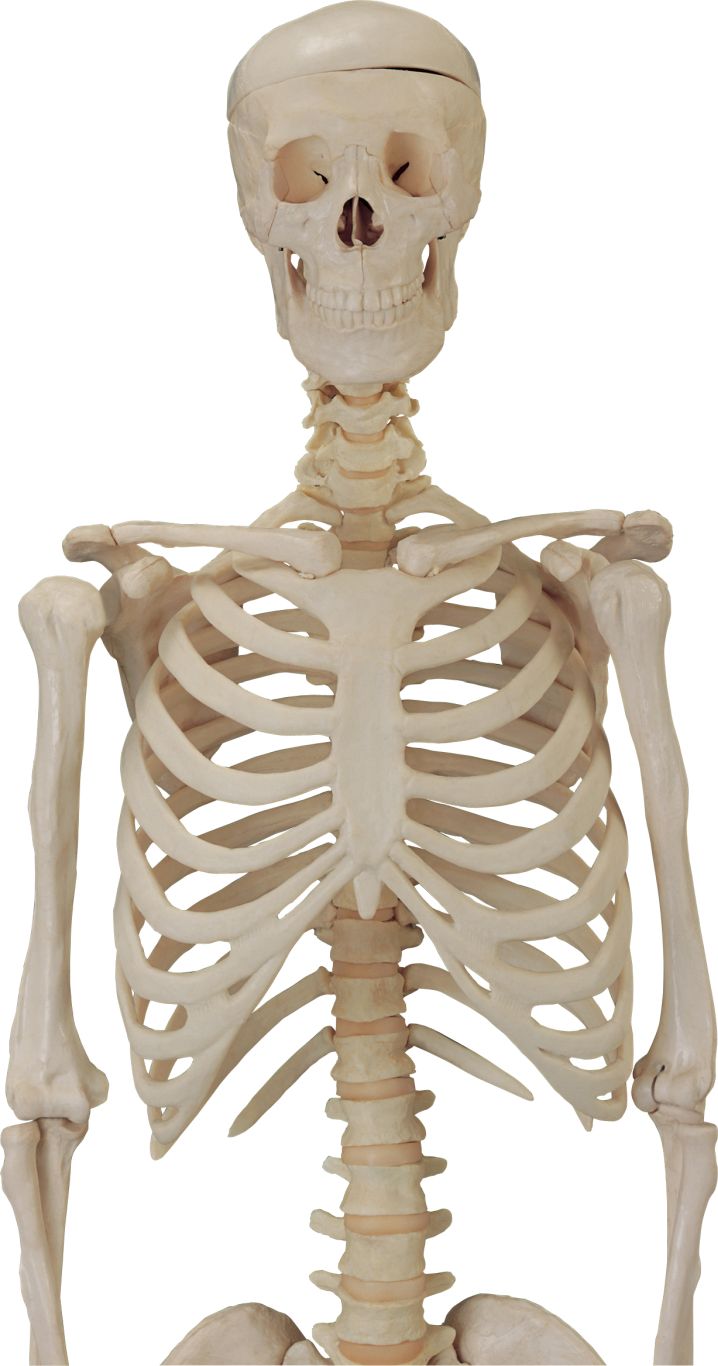 Skeleton PNG    图片编号:42633