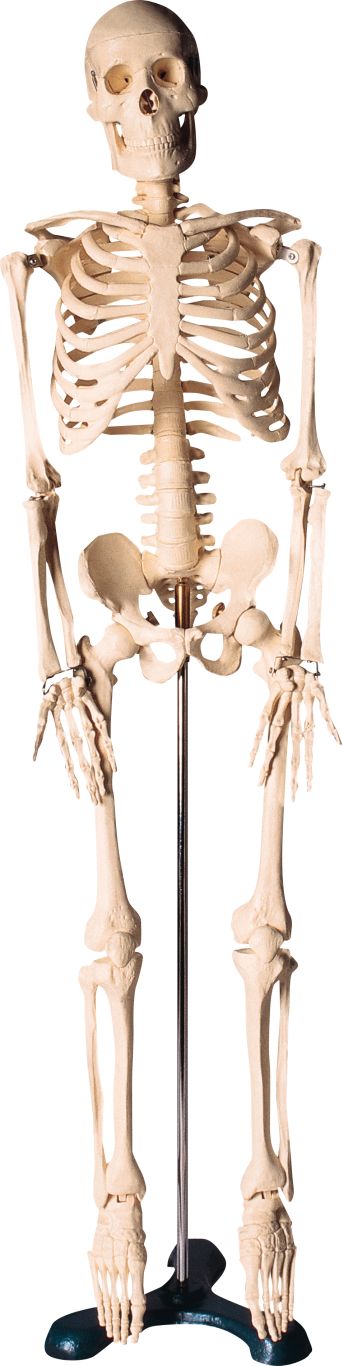 Skeleton PNG    图片编号:42634