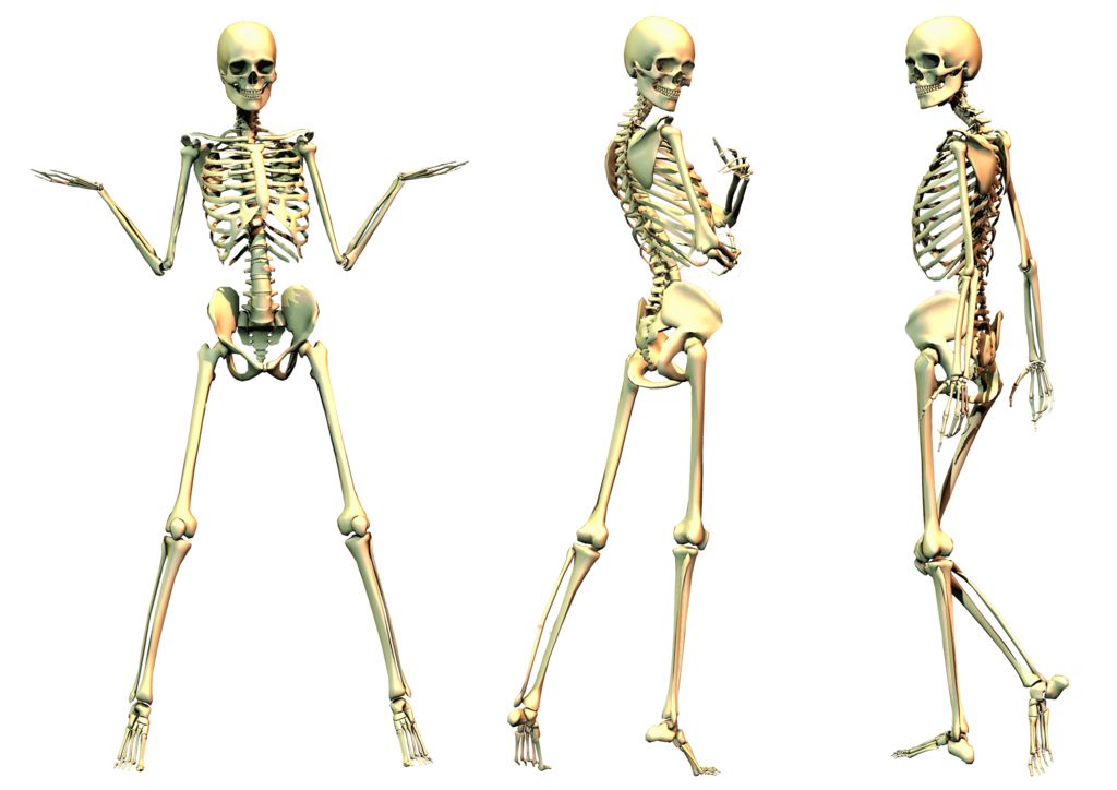 Skeleton PNG    图片编号:42637