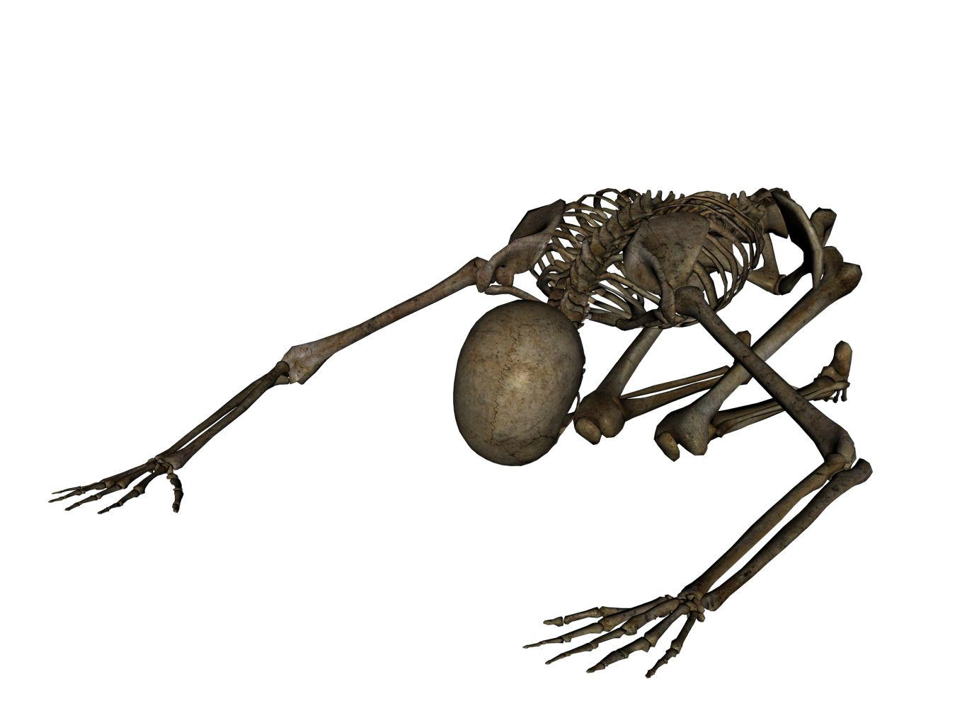 Skeleton PNG    图片编号:42639