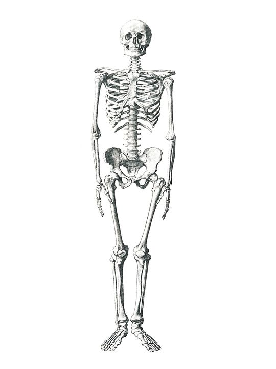 Skeleton PNG    图片编号:42644