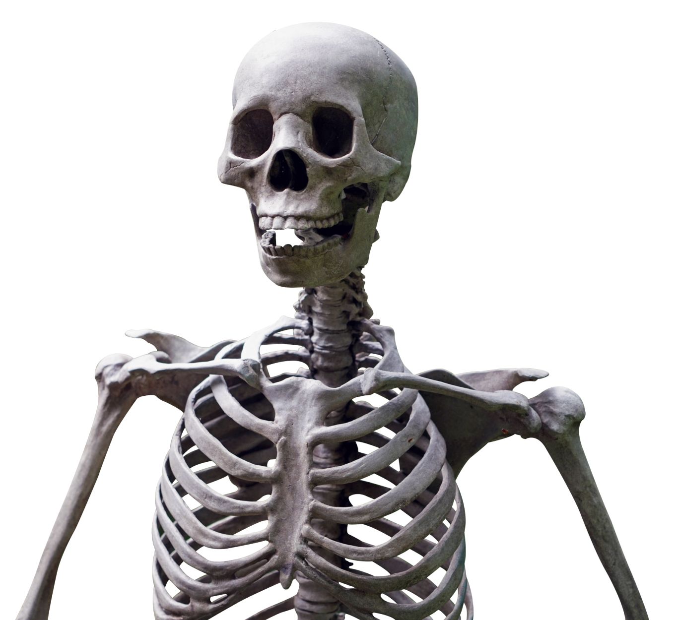 Skeleton PNG    图片编号:42645