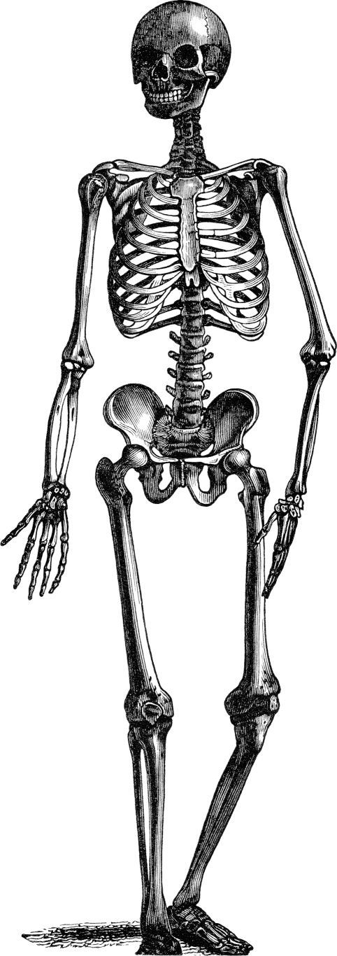 Skeleton PNG    图片编号:42646