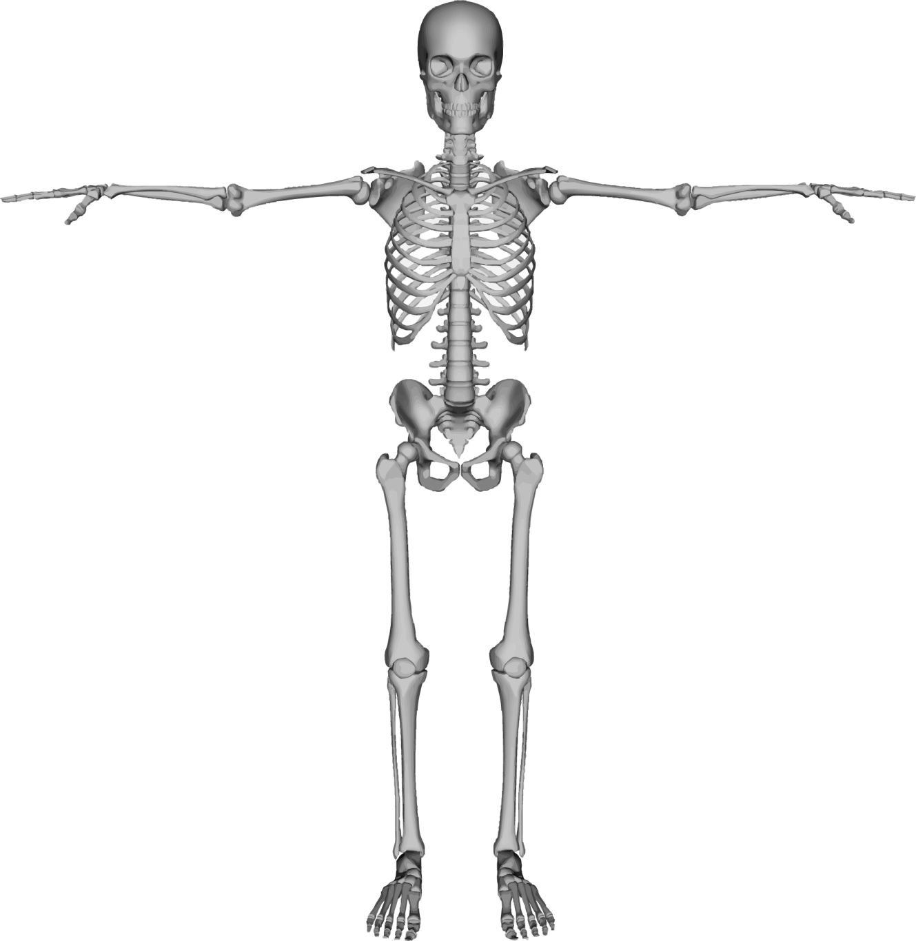 Skeleton PNG    图片编号:42652